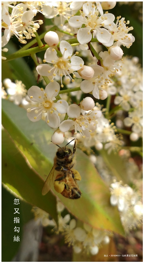 �  �������������յ���ʰӰ֮һ